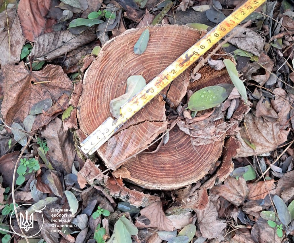 photo_2025-11-12_11-08-47